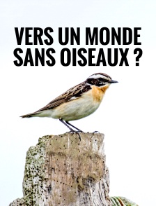 Vers un monde sans oiseaux ?