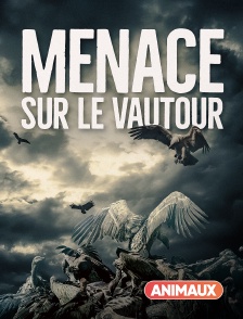 Animaux - Menace sur le vautour