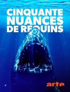 Arte - Cinquante nuances de requins