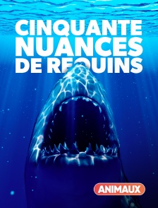 Animaux - Cinquante nuances de requins