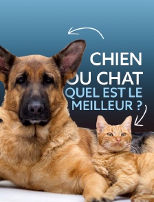 Chien ou chat : quel est le meilleur ?