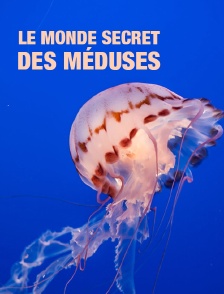 Le monde secret des méduses