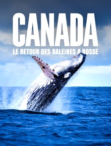Canada, le renouveau d'un détroit : Le retour des baleines à bosse