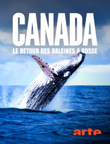 Arte - Canada, le renouveau d'un détroit : Le retour des baleines à bosse