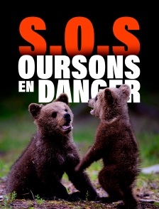 S.O.S. oursons en danger