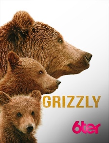 Grizzly