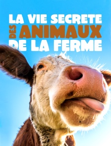 La vie secrète des animaux de la ferme