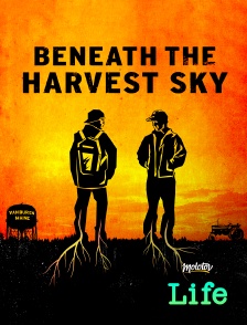 Beneath the harvest sky