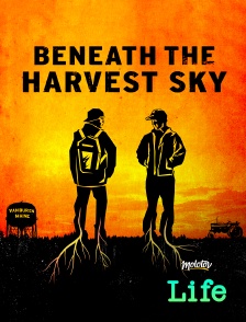 Molotov Channels Life - Beneath the harvest sky