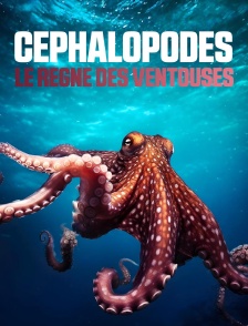 Céphalopodes : le règne des ventouses