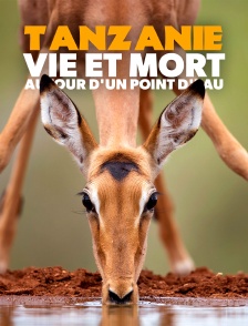 Tanzanie : vie et mort autour d'un point d'eau