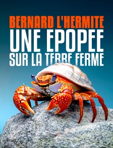 Bernard l'hermite, une épopée sur la terre ferme