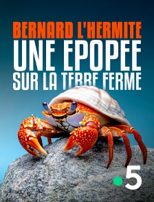 France 5 - Bernard l'hermite, une épopée sur la terre ferme