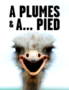A plumes et à... pied : Les oiseaux marcheurs