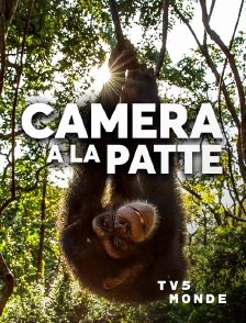 TV5MONDE - Caméra à la patte