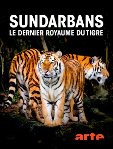 Sundarbans, le dernier royaume du tigre