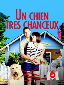 M6 - Un chien très chanceux