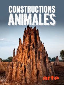 Arte - Constructions animales