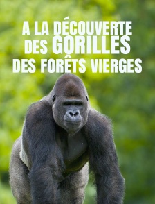 A la découverte des gorilles des forêts vierges