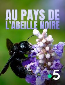 France 5 - Au pays de l'abeille noire