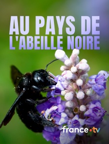 france.tv - Au pays de l'abeille noire