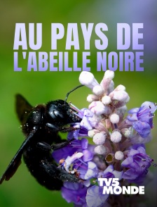 TV5MONDE - Au pays de l'abeille noire