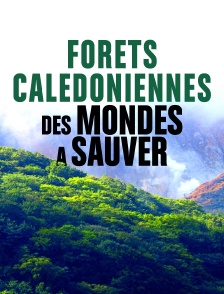 Forêts calédoniennes, des mondes à sauver