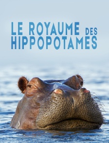 Le royaume des hippopotames