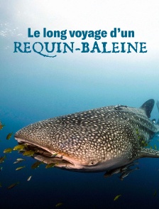 Le long voyage d'un requin-baleine