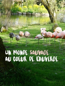 Un monde sauvage au coeur de l'Auvergne