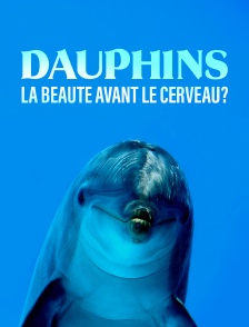 Dauphins, la beauté avant le cerveau?