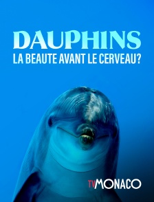 Dauphins, la beauté avant le cerveau?