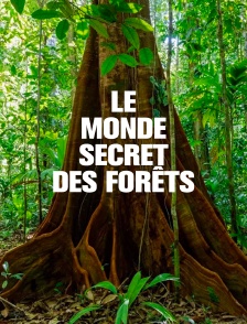 Le monde secret des forêts