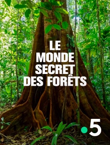 France 5 - Le monde secret des forêts
