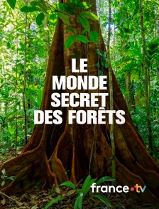 france.tv - Le monde secret des forêts