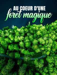 Au coeur d'une forêt magique