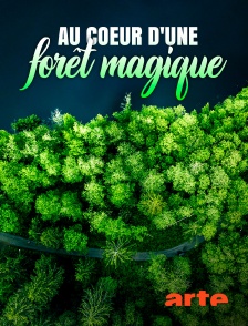 Arte - Au coeur d'une forêt magique