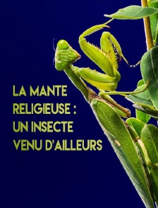 La mante religieuse : un insecte venu d'ailleurs