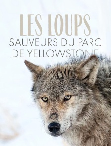 Les loups, sauveurs du parc de Yellowstone