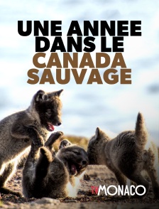 TV Monaco - Une année dans le Canada sauvage