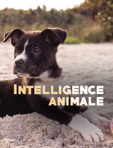 Intelligence animale