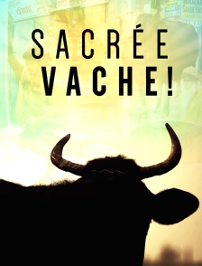 Sacrée vache !