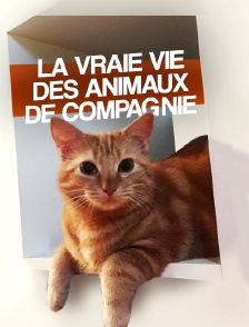 La vraie vie des animaux de compagnie