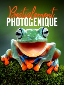 Bestialement photogénique
