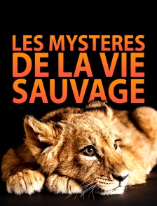 Les mystères de la vie sauvage