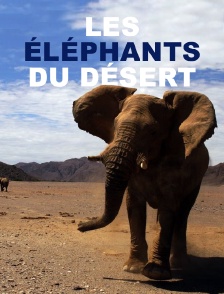 Les éléphants du désert