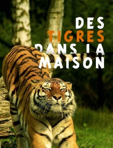Des tigres dans la maison