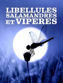 Libellules, salamandres et vipères : Une cohabitation au fil de l'eau