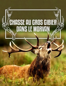 Chasse au gros gibier dans le Morvan