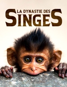 La dynastie des singes